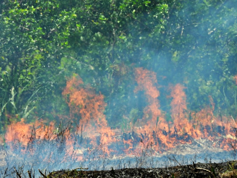Prescribed Fire on a farm for reducing fire risk and improving wildlife habitat