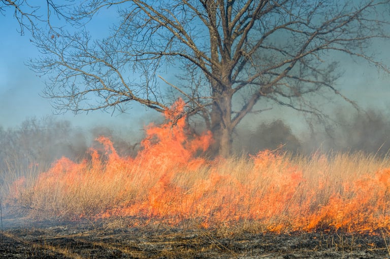 Food plot clearing and preparation for wildlife