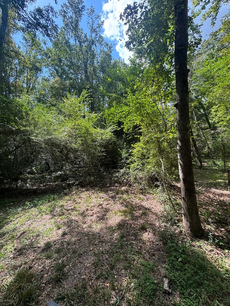 Dense forest with tall trees, green foliage, leaf-covered ground, and blue sky visible through canopy