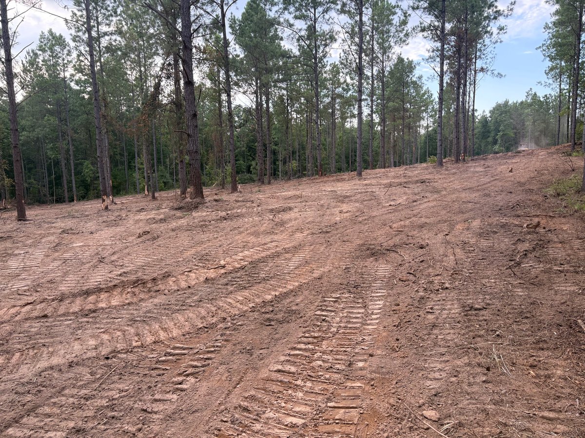 Recently cleared forest land with bare dirt, tire tracks, and tall pine trees lining the edges under a partly cloudy sky