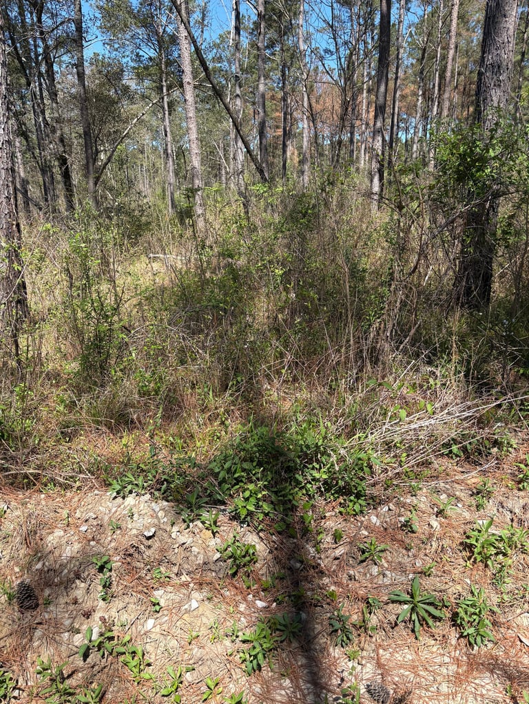 Sparse woodland with tall pine trees, scattered green vegetation, and sandy forest floor under clear blue sky