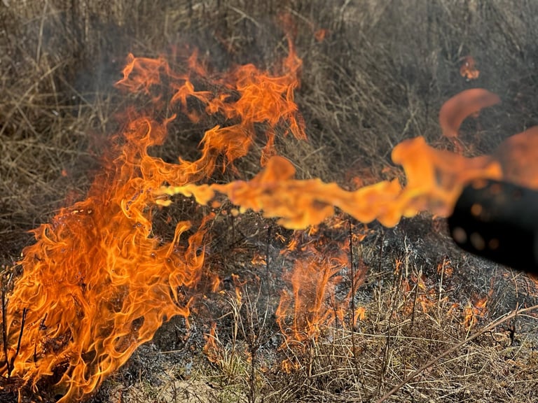 Completed prescribed burn showing managed open woodland after land management services in Central Alabama