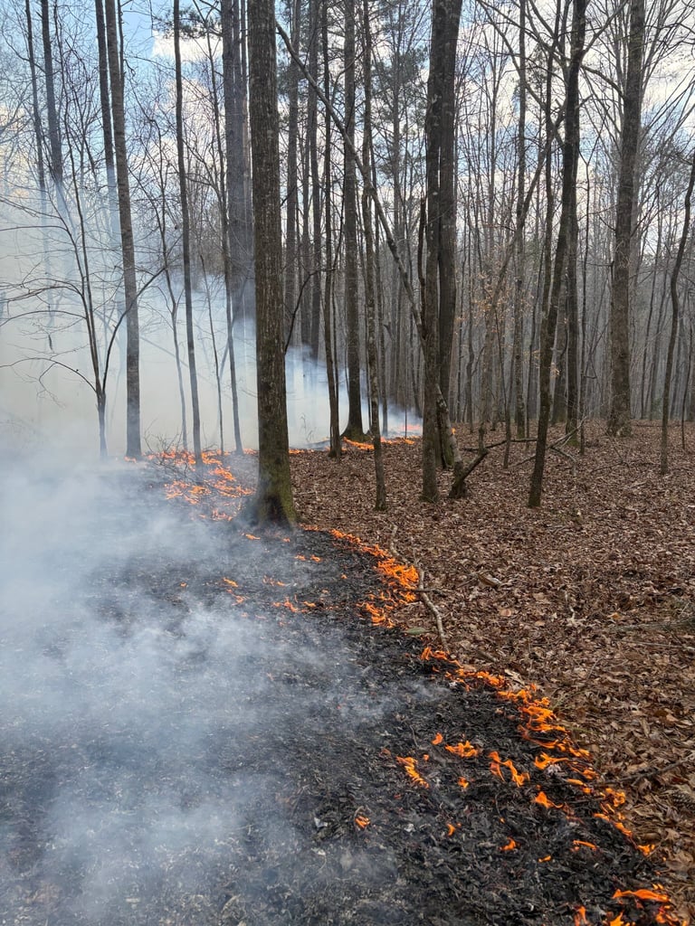 Prescribed fire moving through forest understory with flames and smoke during a controlled burn in Alabama