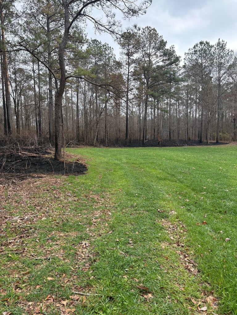 Open grassy field with fallen logs beside a forest of tall pine and deciduous trees under overcast sky