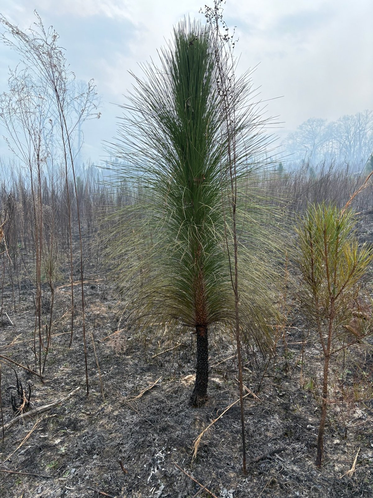 Pine tree with fresh green growth in burned forest landscape with charred ground and dead timber