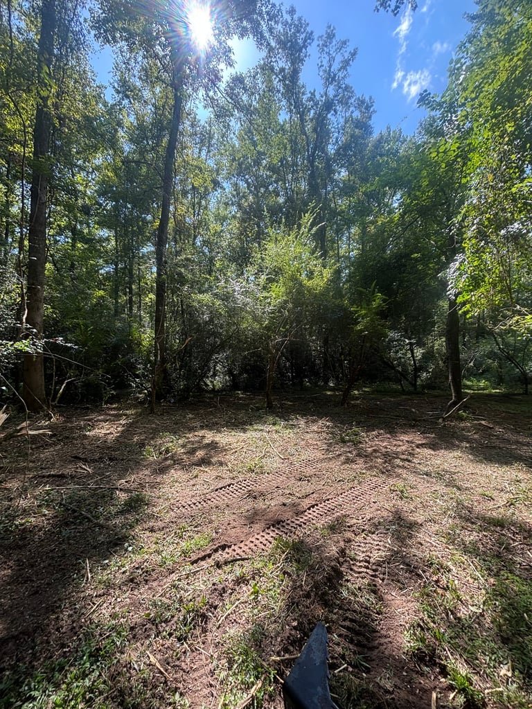 Sunny forest clearing with tall trees, dappled light filtering through canopy, and dirt path with tire tracks visible on ground