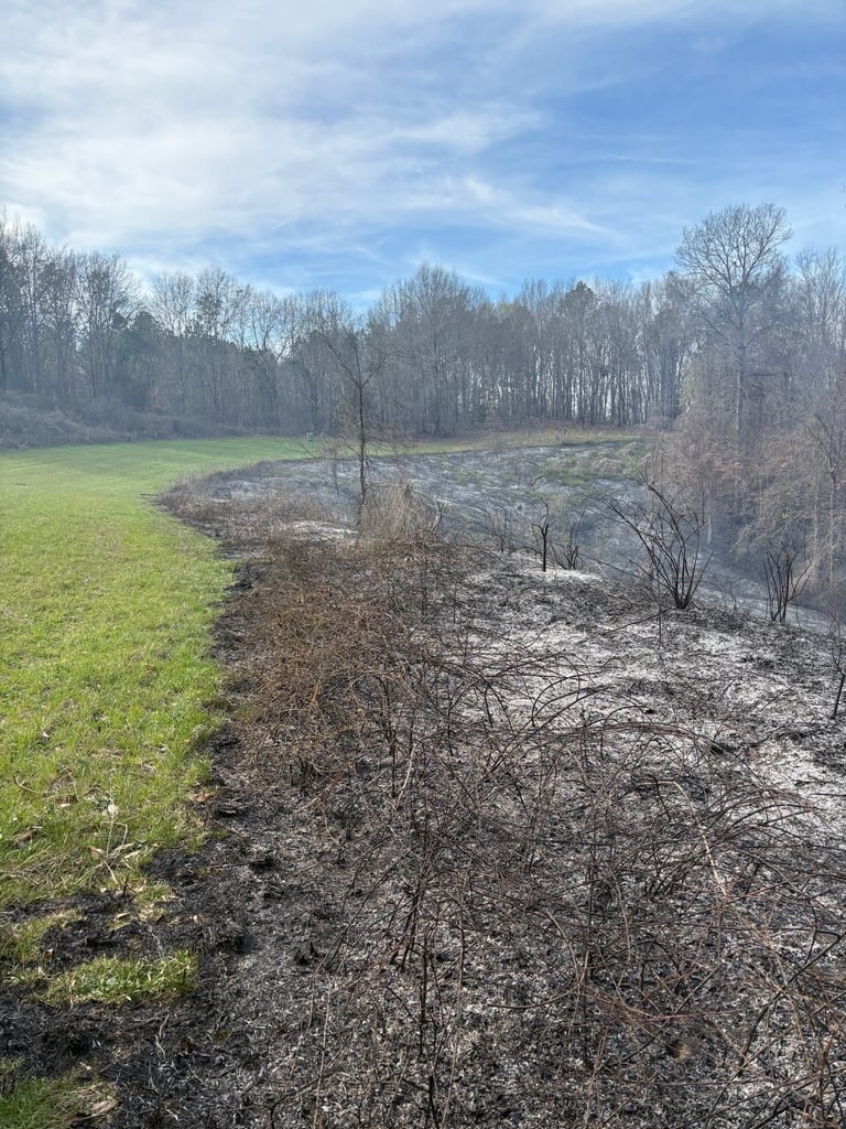 Habitat improvement results showing forest transition after land management work in Central Alabama