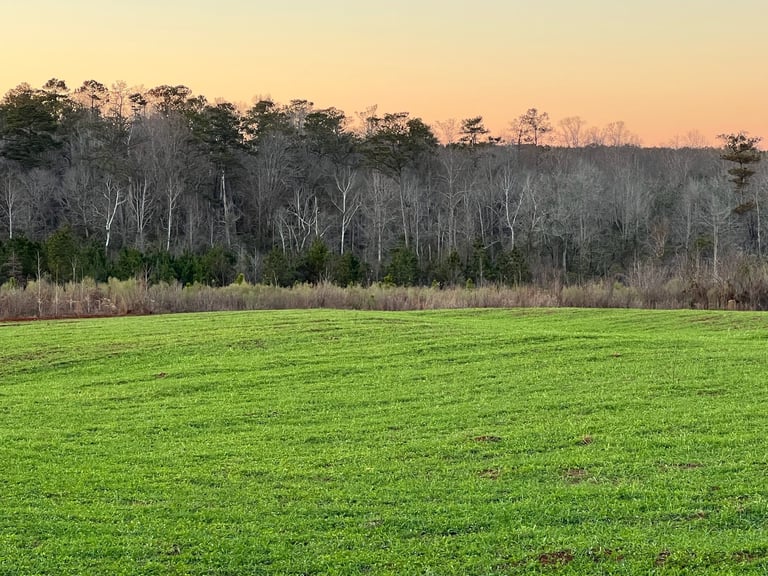 Green agricultural field with deciduous and evergreen forest treeline at dusk under golden sky