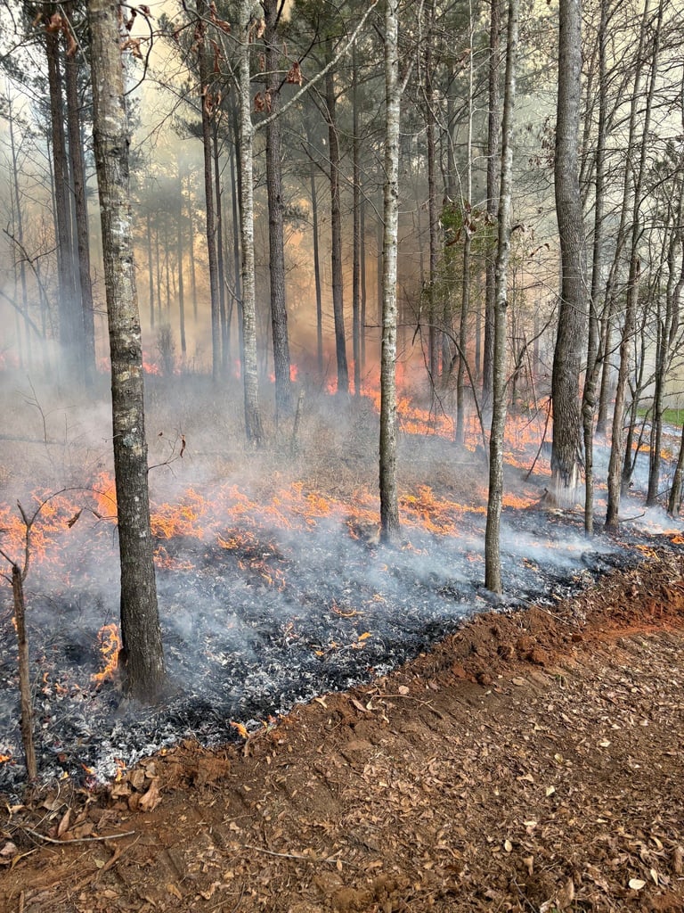 Forest fire burning through wooded area with orange flames and smoke