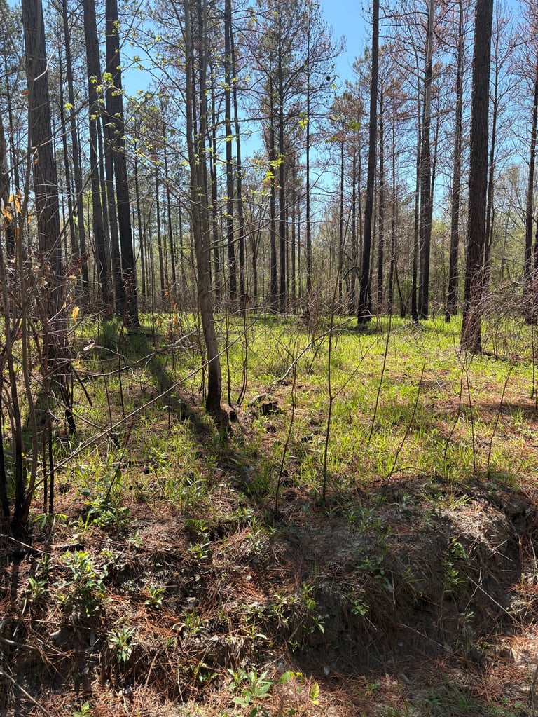Pine forest with tall trees, sparse undergrowth, green grasses, and brown forest floor on a clear sunny day