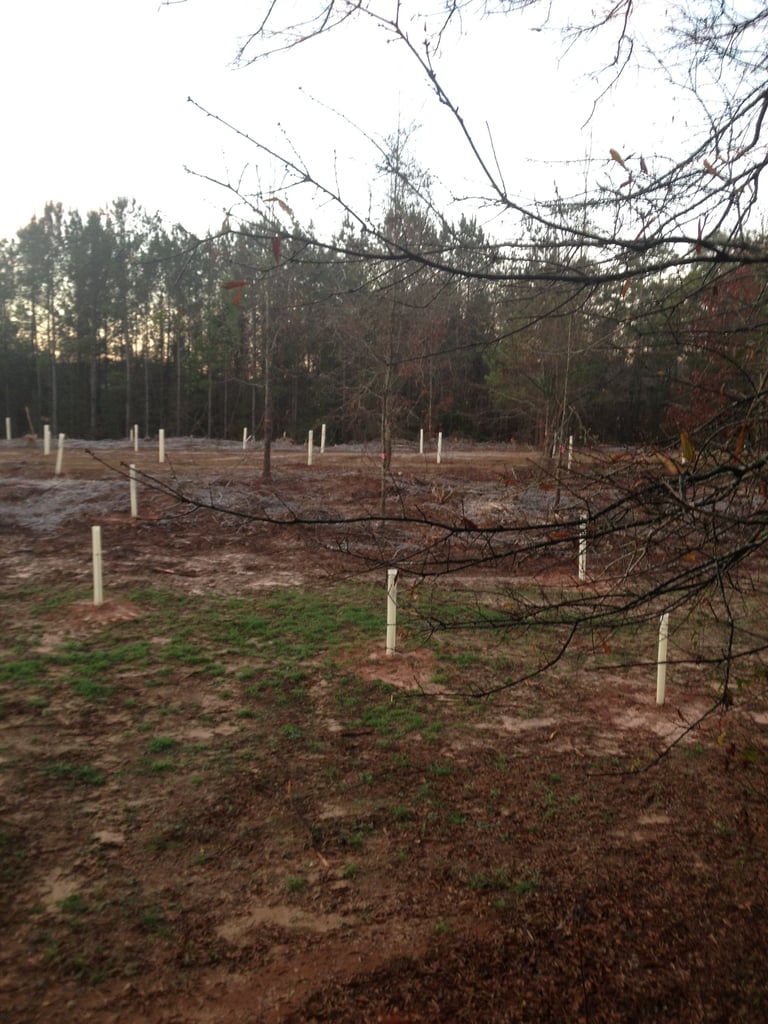 Young saplings planted in rows with white stakes for support in a cleared forest area at dusk