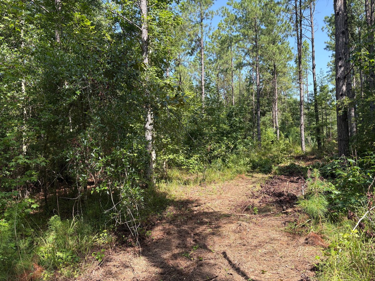 Forest hiking trail with dirt path winding through tall pine and deciduous trees under blue sky