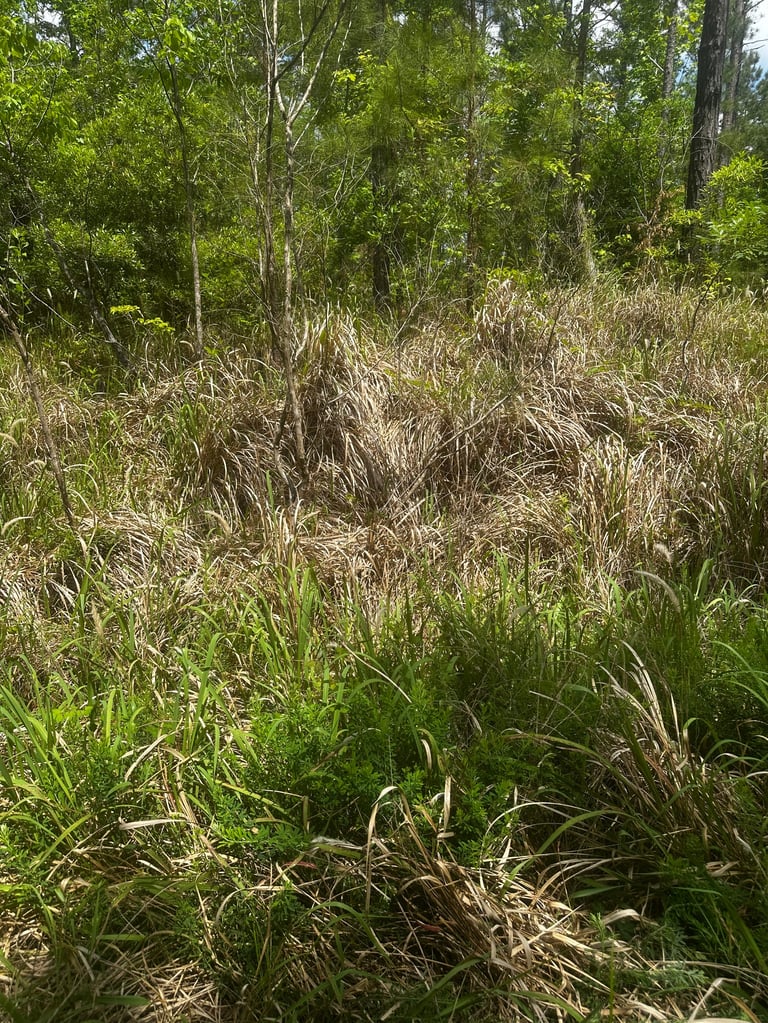 Dense overgrown woodland with tall trees and dried grass undergrowth in natural forest clearing