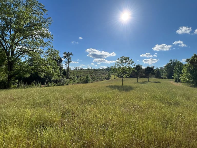 Sunny pastoral landscape with open green field, scattered trees, blue sky, white clouds, and bright sun overhead