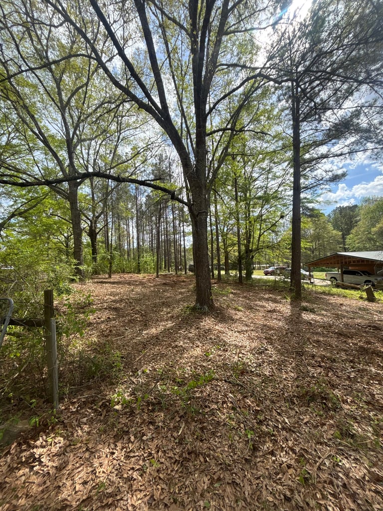 Wooded campground with tall trees, leaf-covered ground, wooden fence, and rustic shelter building in distance on sunny day