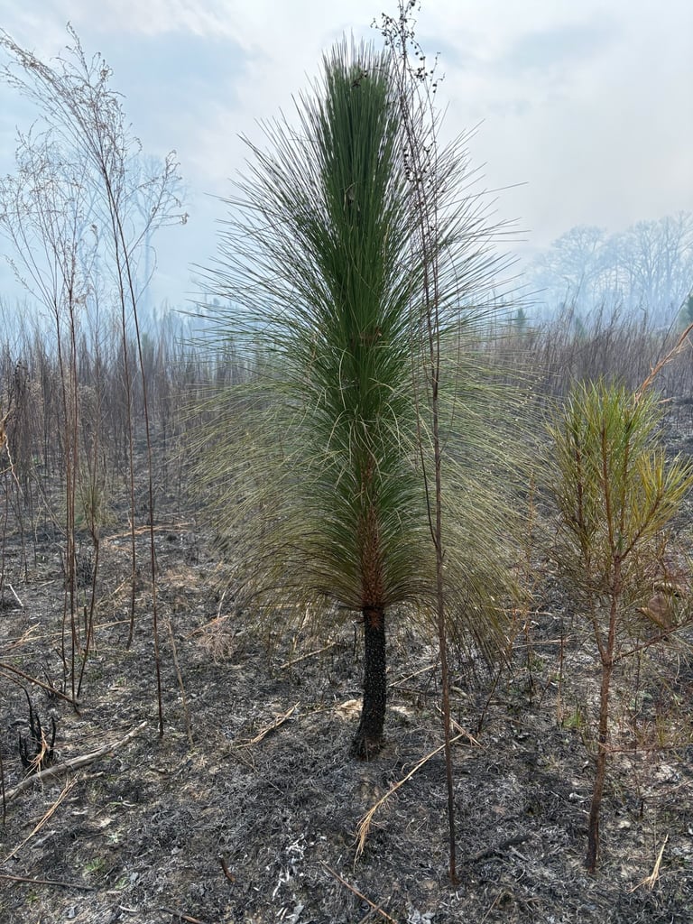 New longleaf pine growth emerging after prescribed fire as part of property transformation in Alabama