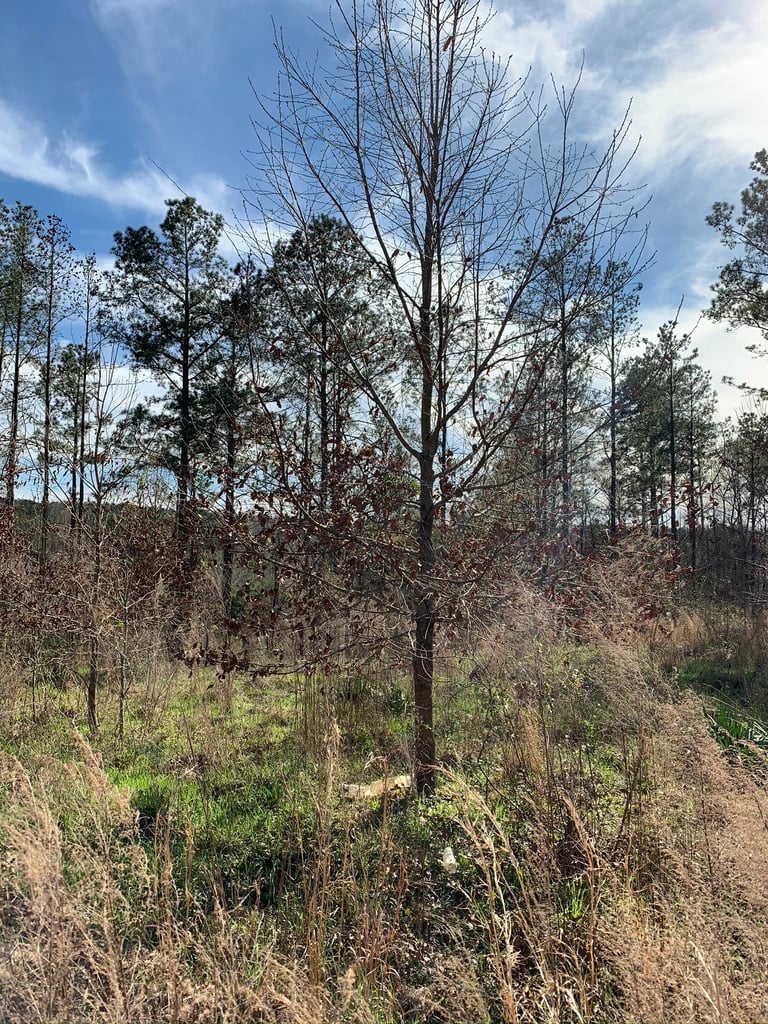 Hillside forest with bare trees and brown vegetation under a partly cloudy blue sky