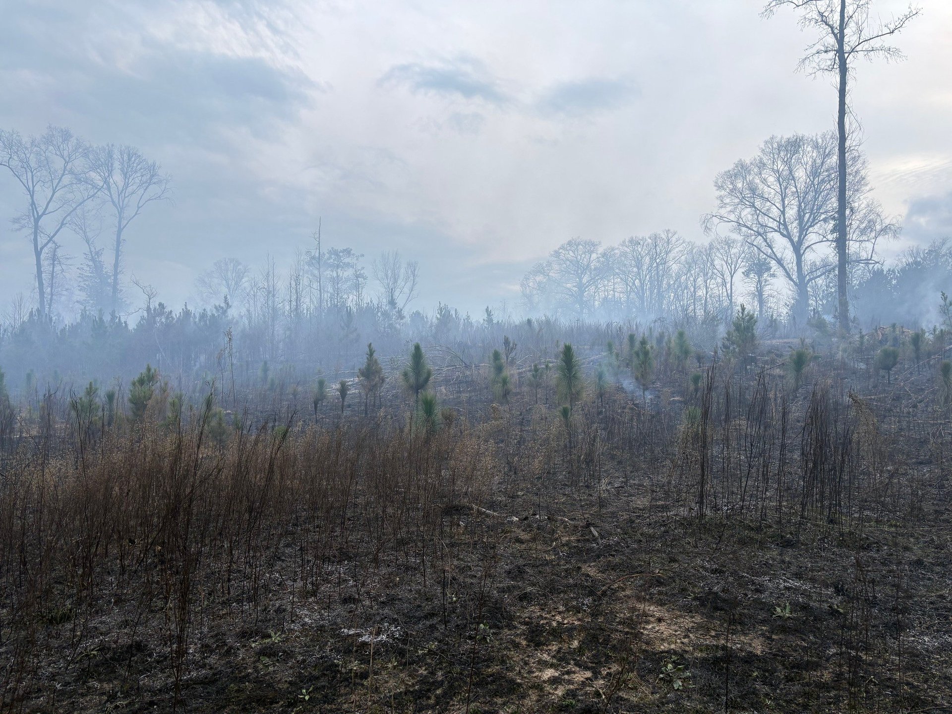 Burned forest landscape with charred trees and bare ground, showing aftermath of wildfire with smoke-filled sky
